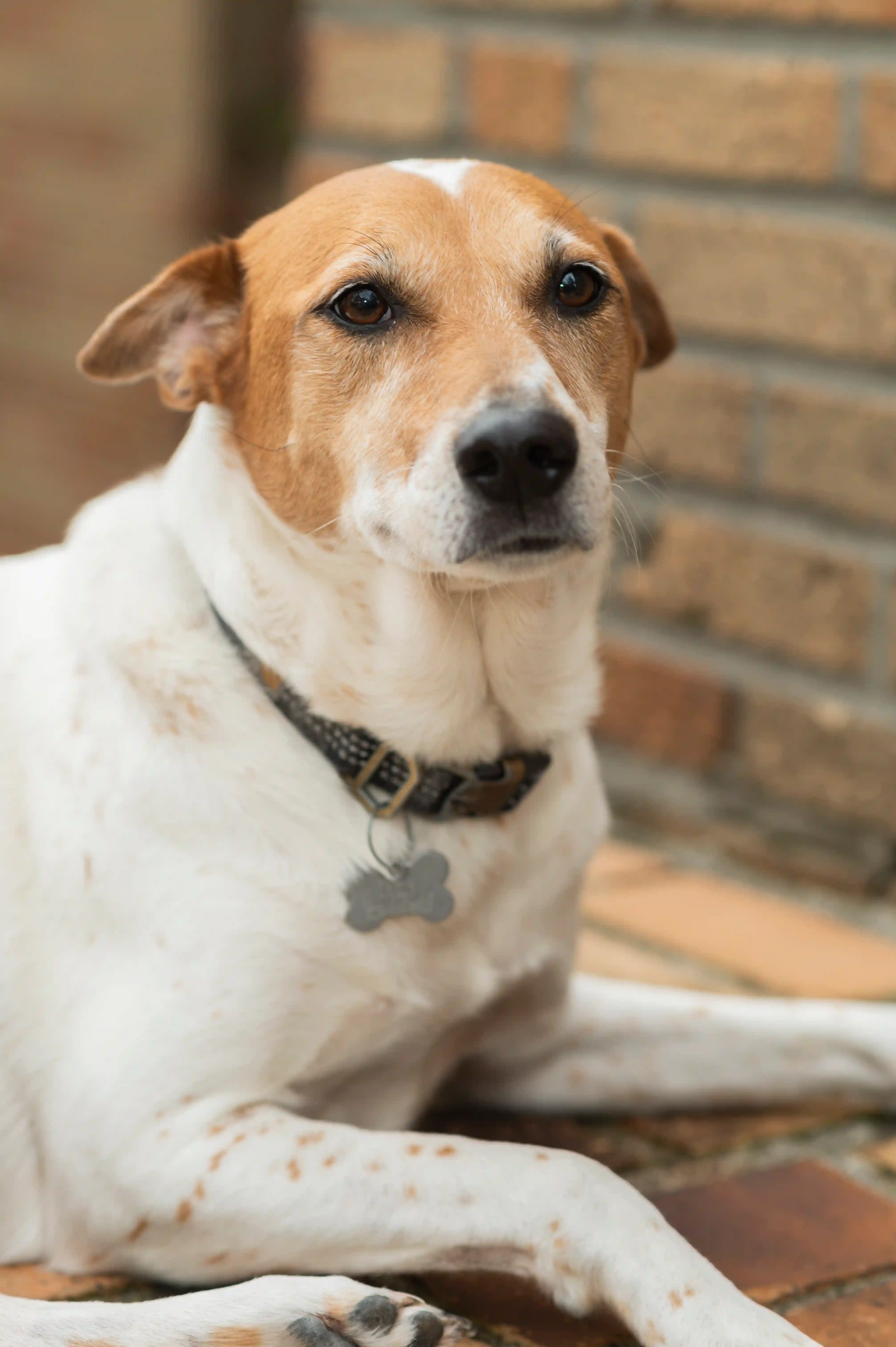 Sadie